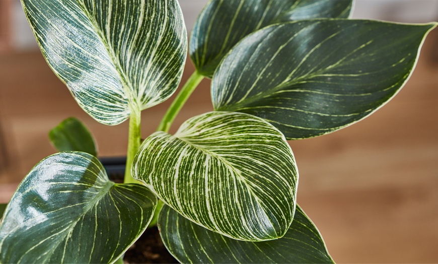 Image 6: Philodendron White Measure in 11cm Pot