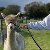 Image 1: Unleash Your Inner Adventurer with Alpacas Tour — Now Up to 25% Off 