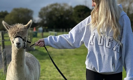 30-Minute Walk With Alpaca’s - Pool House Farm Fishery