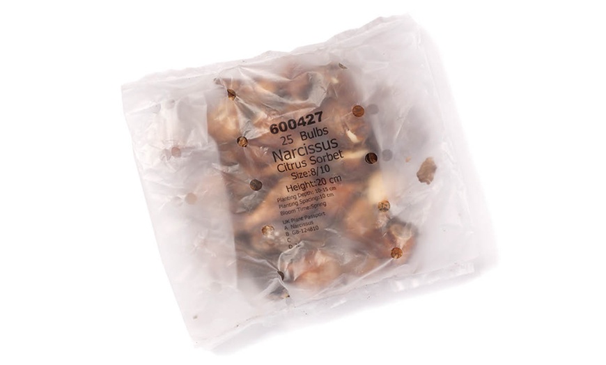 Image 3: 25 or 50 Narcissus 'Citrus Sorbet' Mixed Spring Flowering Bulbs