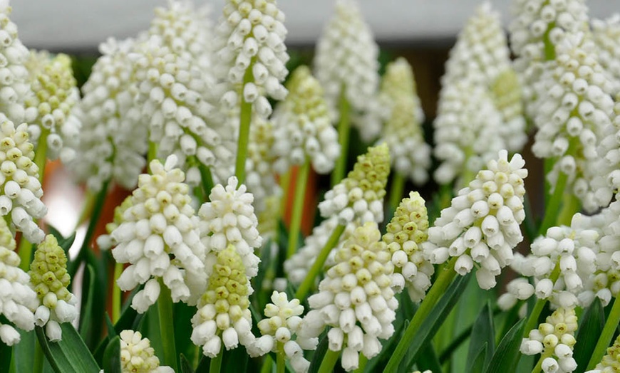 Image 2: 30 or 60 Grape Hyacinth Muscari 'Album' Spring Flowering Bulbs