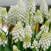 Image 2: 30 or 60 Grape Hyacinth Muscari 'Album' Spring Flowering Bulbs
