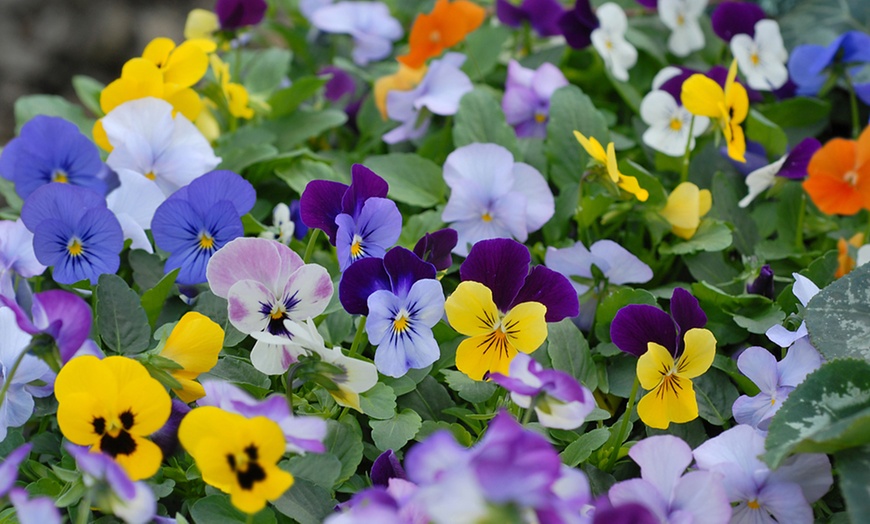 Image 14: Mixed Seasonal Alpine/rockery Plants - Potted or Plug Plants
