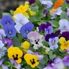 Image 14: Mixed Seasonal Alpine/rockery Plants - Potted or Plug Plants