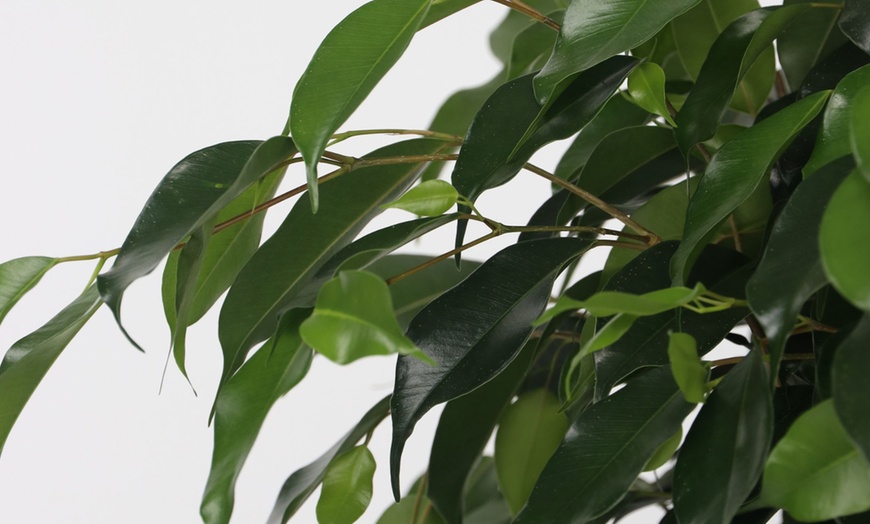 Image 7: Ficusplant in soort naar keuze van het merk Rootz