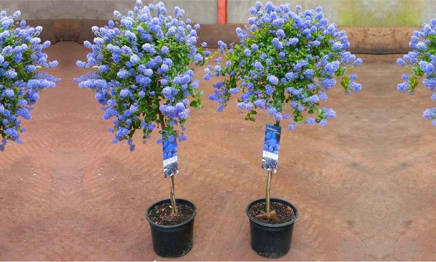 Image 3: Evergreen California Lilac Trees