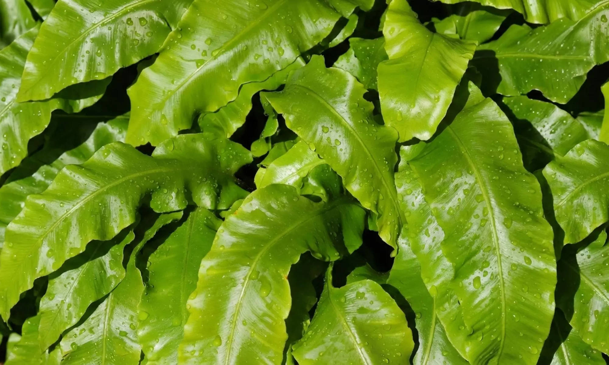 Mehrjähriges 8er-Staudenbeet-Set „Nora“