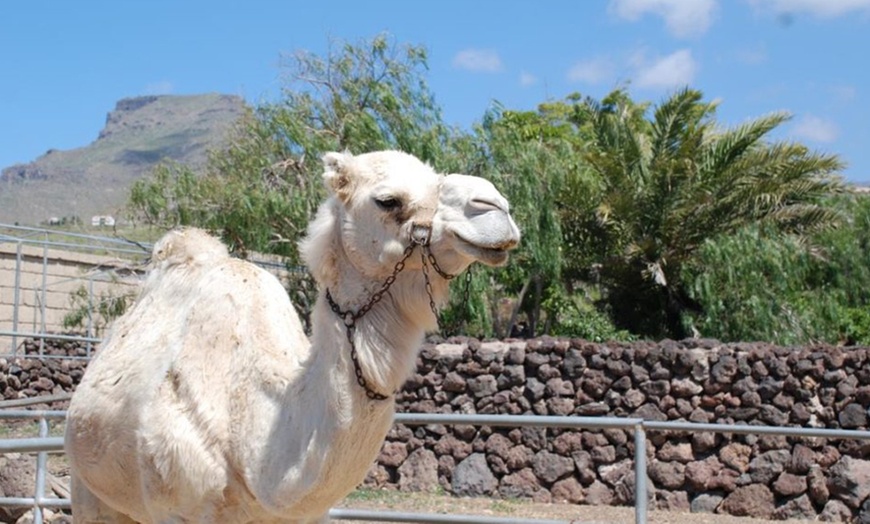 Image 4: Paseo a camello para 2 o 3 personas en Camel Park