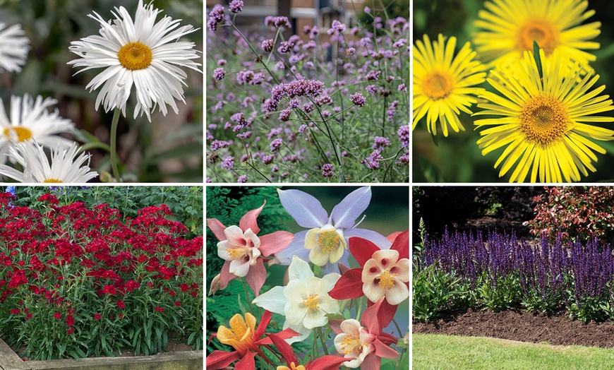 Image 5: Up to 72 Hardy Mixed Perennial Plants