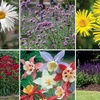 Image 5: Up to 72 Hardy Mixed Perennial Plants