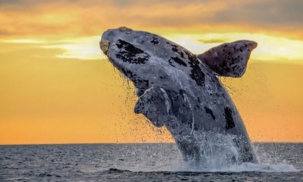 8 am Whale Watching Cruise - For 1 Person - E Sea Diver, Honolulu, HI