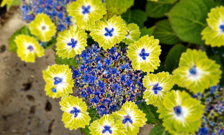 Image 5: Hydrangea Tellar Green Dream Plants