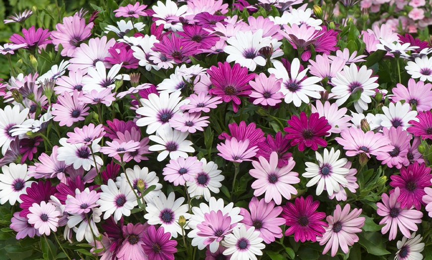 Image 3: Osteospermum 'Akila Berries and Cream' Garden-Ready Plants