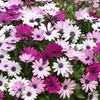 Image 3: Osteospermum 'Akila Berries and Cream' Garden-Ready Plants