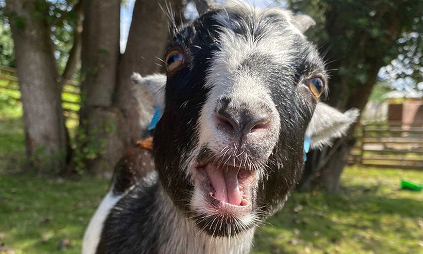 Image 7: Otterspool Family Adventure Park Welcomes Up to 6 Guests 