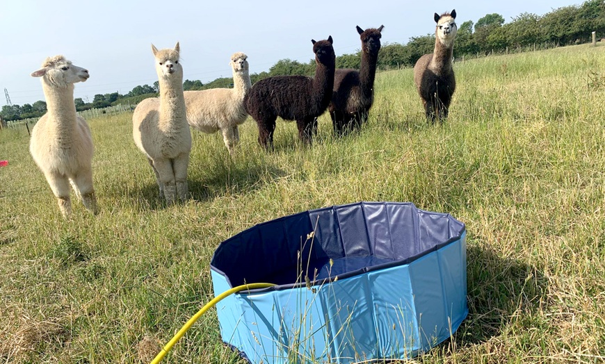 Image 4: Alpaca Walk and Feed for 1 or 2 w/ or w/o Tea and Cake