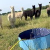 Image 4: Alpaca Walk and Feed for 1 or 2 w/ or w/o Tea and Cake