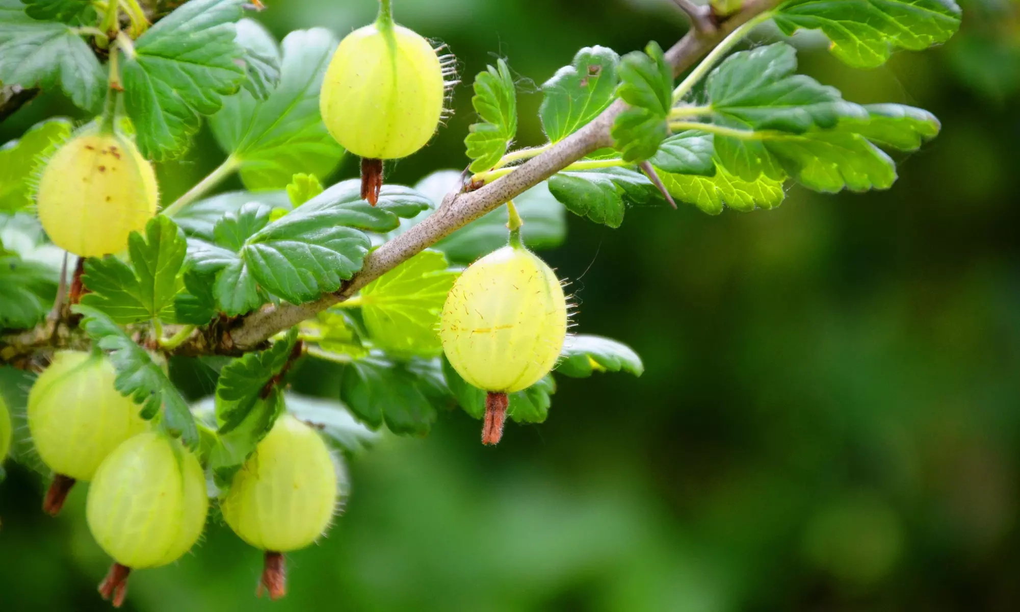 3er- oder 6er-Set rote oder grüne Stachelbeeren