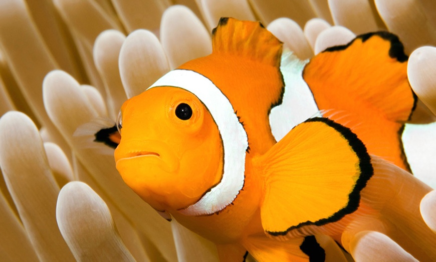 Image 14: Oceanarium Experience for One Adult, Child, Senior or Family of Upto 5