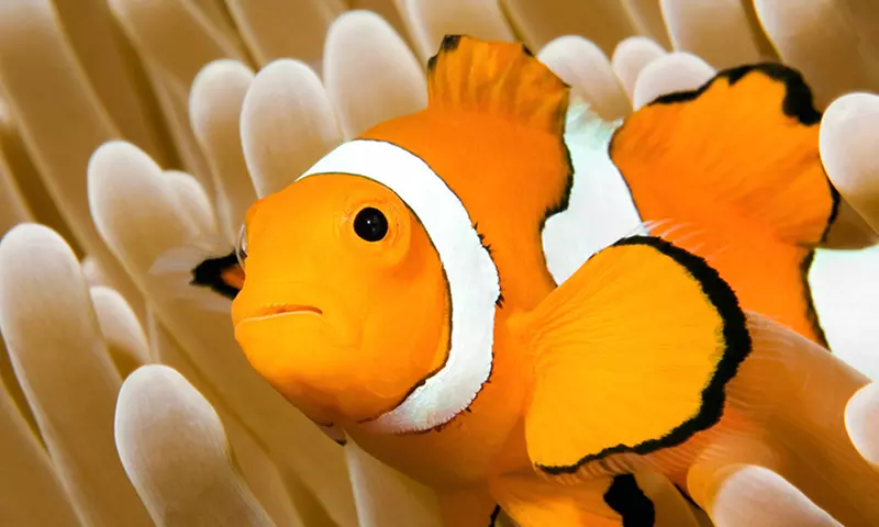 Oceanarium Experience for One Adult, Child, Senior or Family of Upto 5