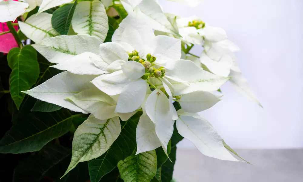 3x oder 6x Weihnachtsstern