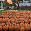 Image 1:  Enjoy $15 or $20 Voucher Towards Pumpkin Purchase or One Hayride 