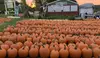 Discover Chris' Farm Stand's  $15 or $20 Voucher Towards Pumpkin Purchase or One Hayride  (Up to 33% Off)