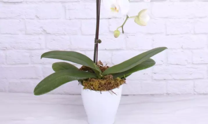 Up to 46% Off on Flowers & Plants (Retail) at Potted & Petals - Second Medium