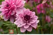 One, Three or Six Dahlia Creme de Cassis Plants - Image 2