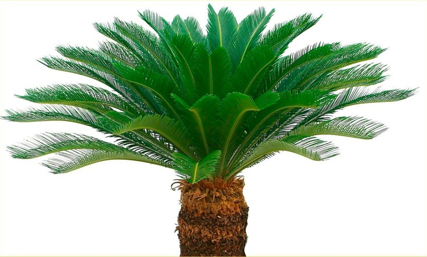 Pair of King Sago Palm Trees | Groupon