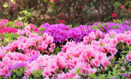 1 ou 3 arbustes Rhododendron XL Wine & Roses