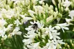 One, Two or Three Agapanthus Potted Plant Collections 9cm - Image 5