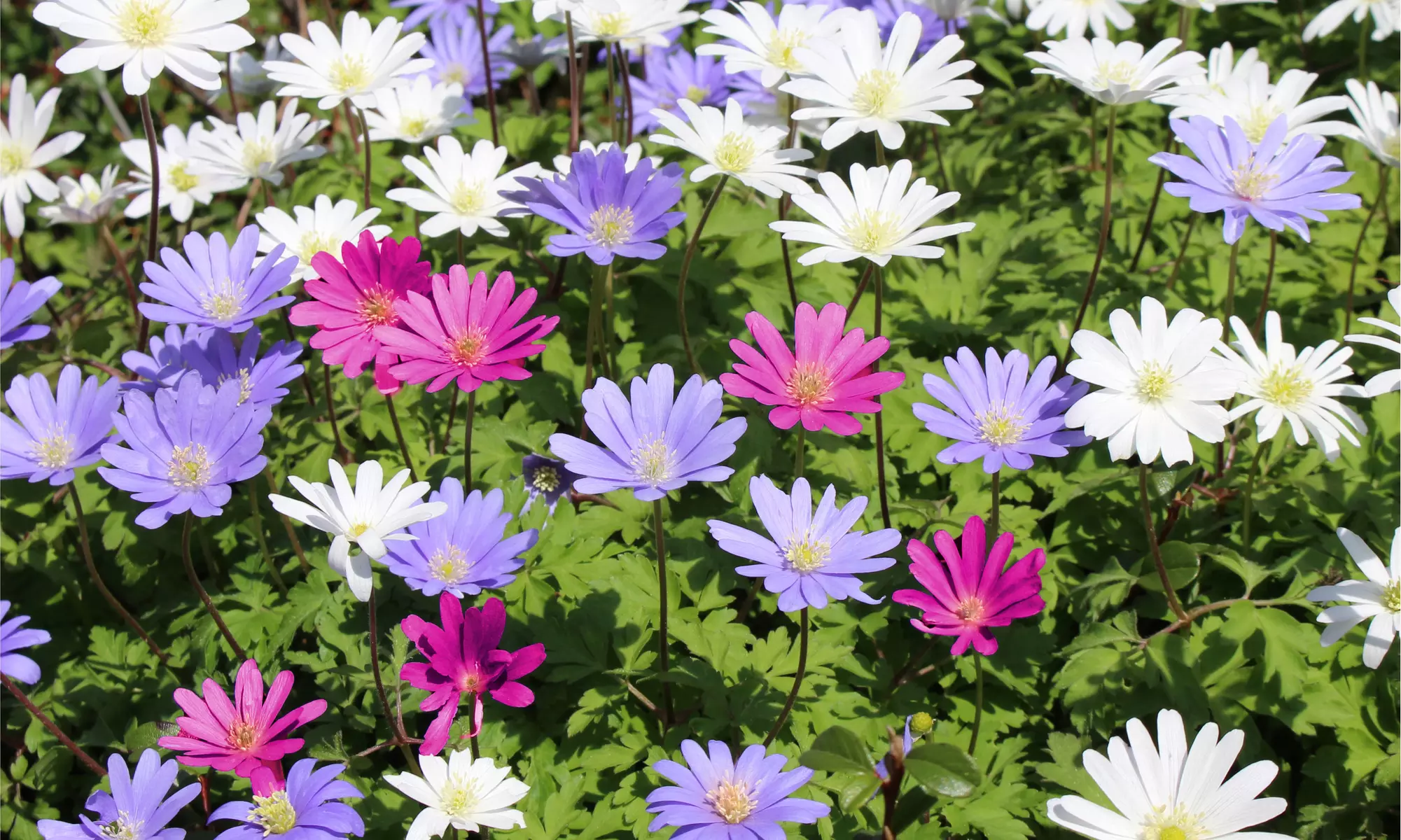 45 or 75 Touch Of ECO Colorful Anemone Blanda Windflower Bulbs
