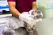 Experience Full Grooming For Cats or Dogs Under or Over 10kg at Royal Pets Veterinary Clinic (Up To 43% Off) - Image 2
