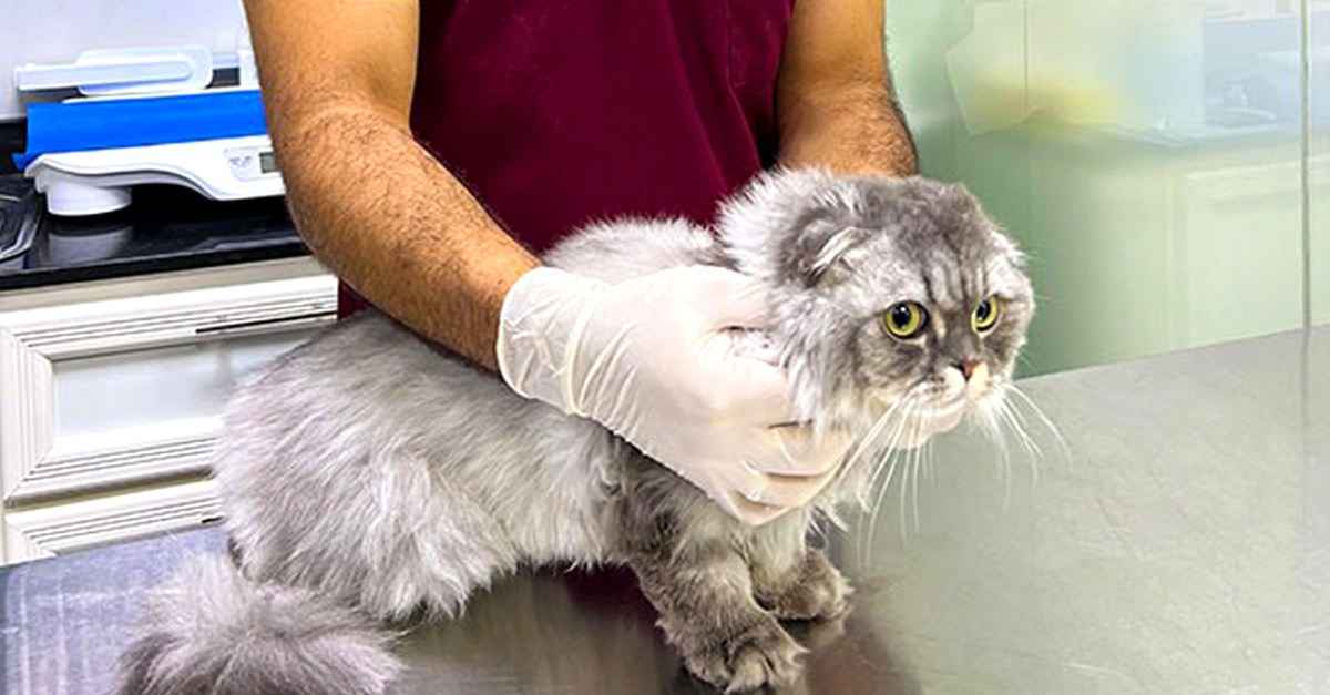 Get Premium Full Grooming For Cats Or Dogs Under Or Over 10kg Get Premium Full Grooming For Cats Or Dogs Under Or Over 10kg