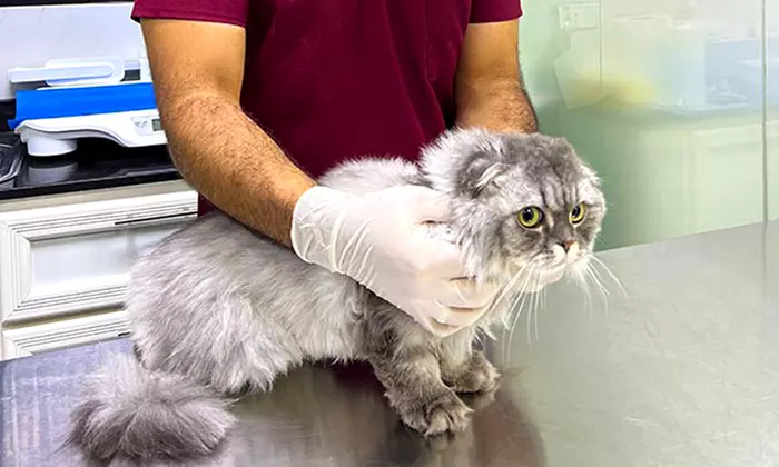 Get Premium Full Grooming For Cats or Dogs Under or Over 10kg