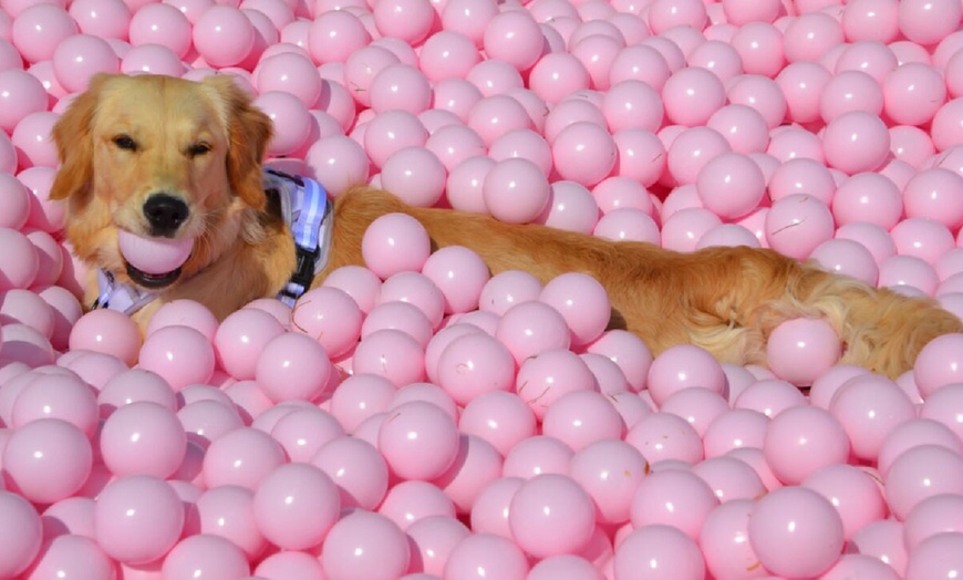 Image 3: DogFest 2025 | Your Favorite Dog-Friendly Festival 