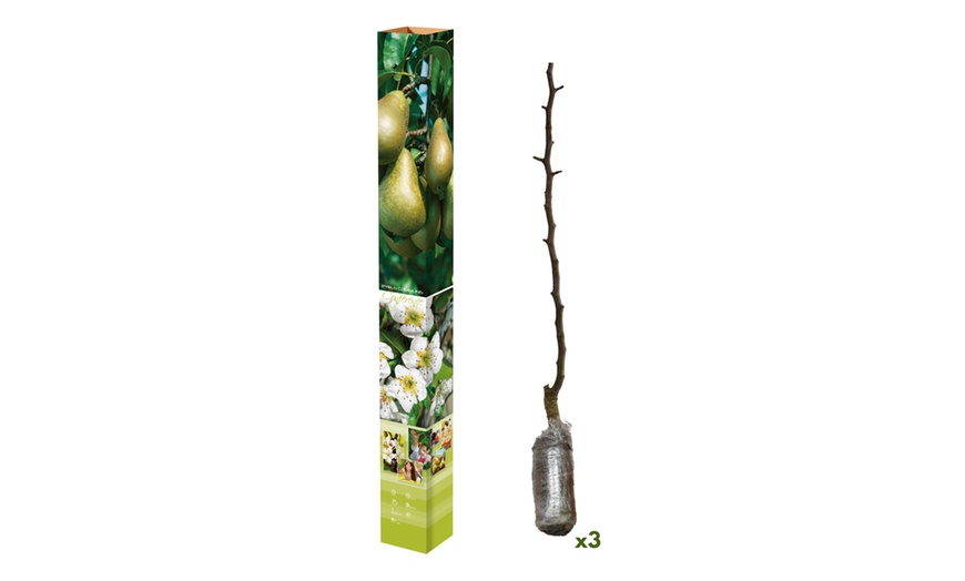 Image 4: Ensemble de 3 arbres fruitiers