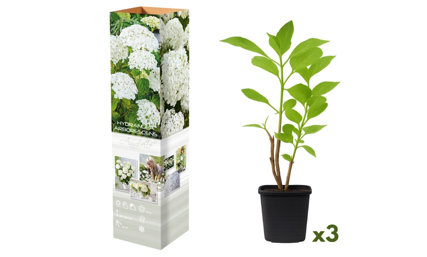 Image 8: Plants d'hortensias colorés