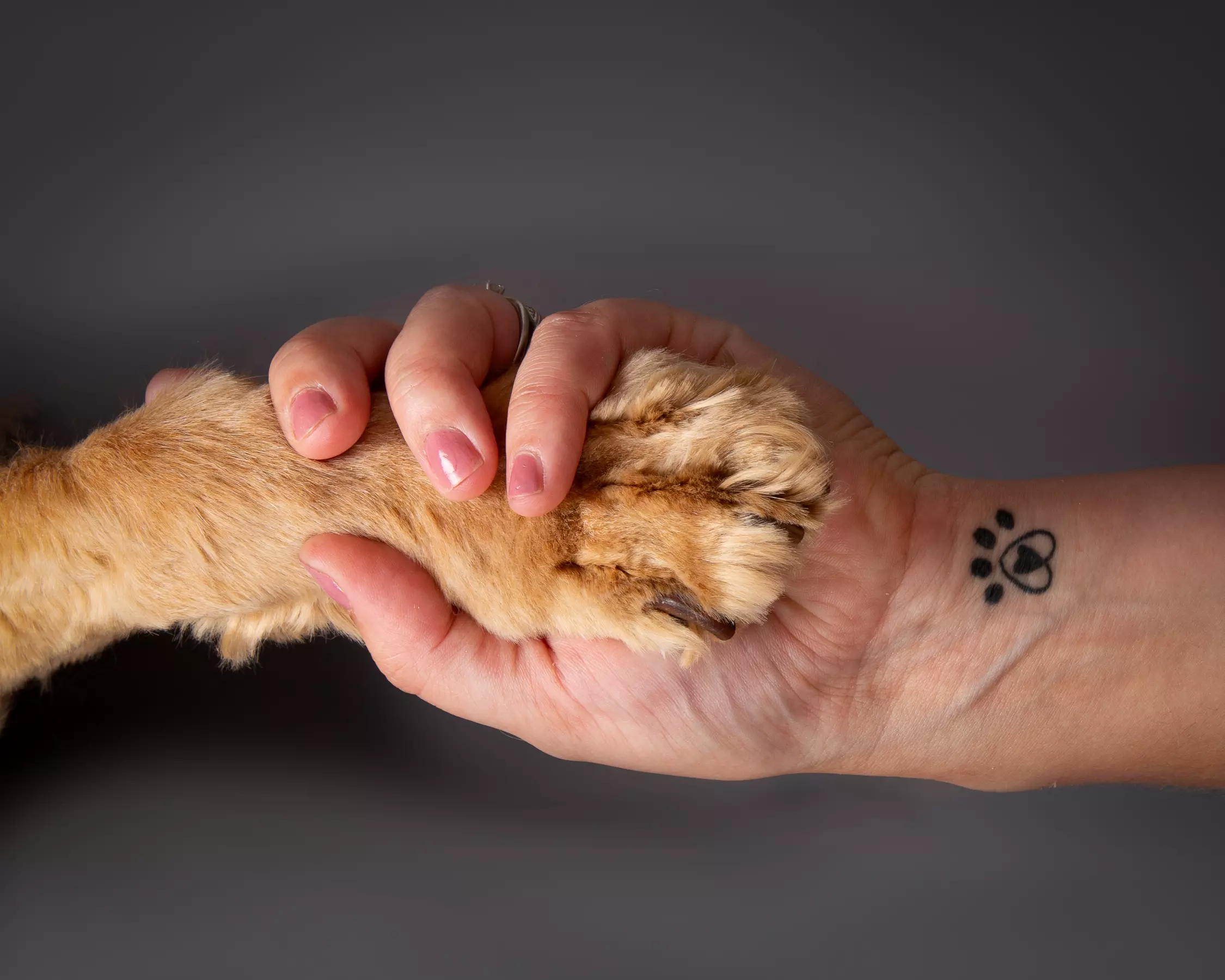 Pet Photoshoot I 8'' x 6'' Print I Barrett & Coe Studios