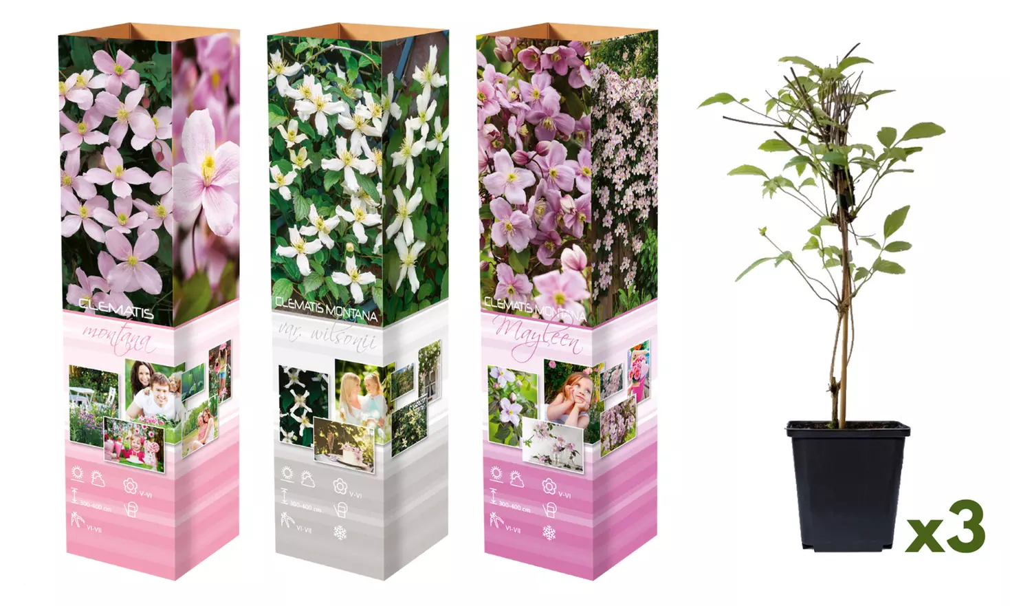 Lot de 3 Clematis au choix