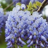 Image 6: Blue Chinese Wisteria Trees in Quart, 1 Gallon, and 3 Gallon Sizes with Free Shipping (Up to 15% Off)