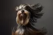 Get Pet & Owner or Family Photoshoot with Makeover Options & 2 Images Included at Fashion Roxs - Upto 98% Off - Image 4