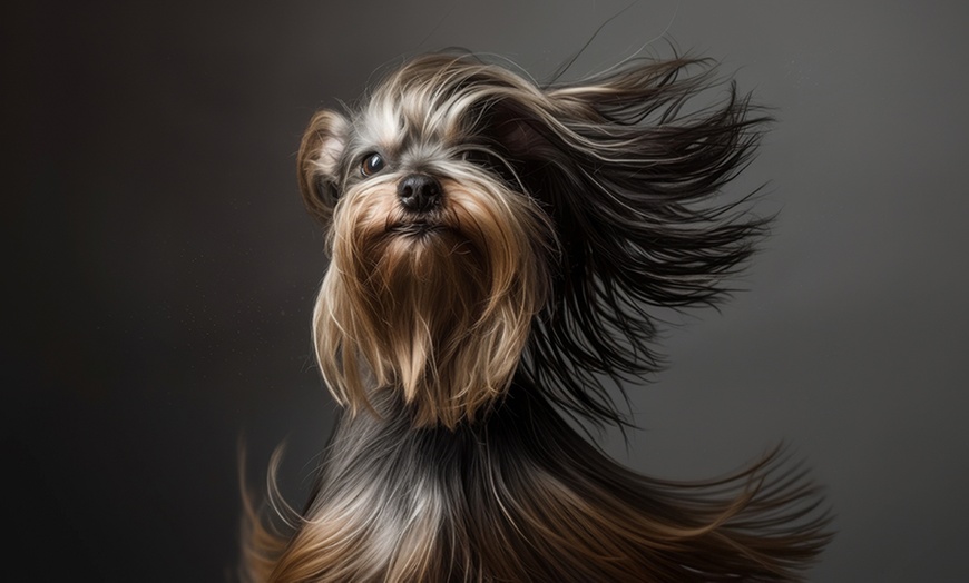 Image 4: Pet & Owner or Family Photoshoot w/ Makeover Options & Images 
