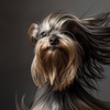 Image 4: Pet & Owner or Family Photoshoot w/ Makeover Options & Images 
