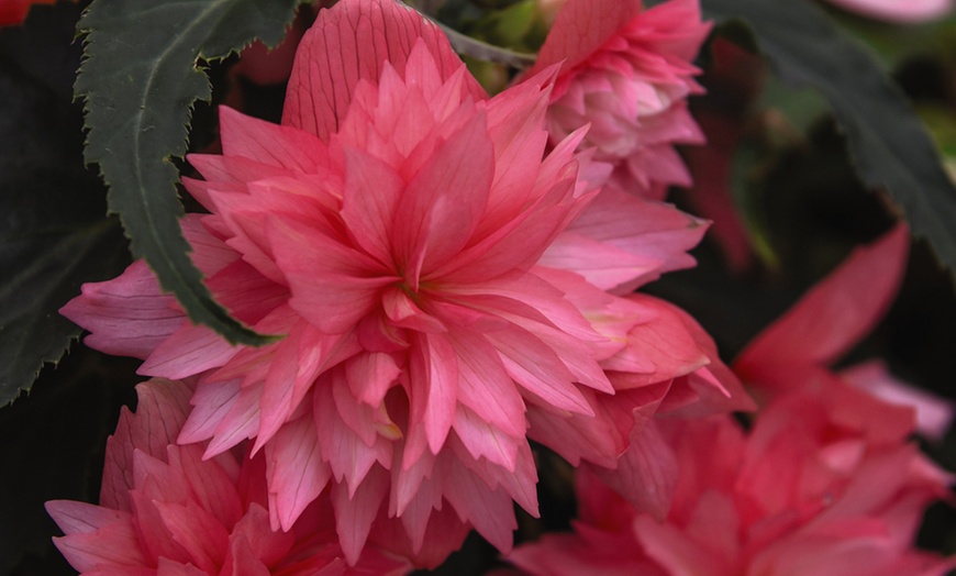 Image 2: Begonia Nonstop Fire or Funky Pink – 12, 24 or 72 Plug Plants