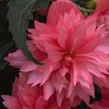 Image 2: Begonia Nonstop Fire or Funky Pink – 12, 24 or 72 Plug Plants