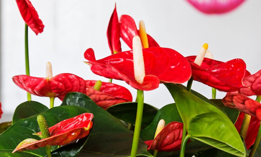 Image 7: Rootz — Plante d'intérieur tropicale Anthurium