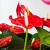 Image 7: Rootz — Plante d'intérieur tropicale Anthurium