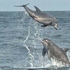 Image 3: Explore Waters of Pensacola, FL:  90-Min Dolphin Tour or Sunset Cruise